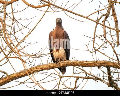 Aquila di pesce a testa grigia - uccello di Haliaetus ichthyaetus al parco nazionale di Kaziranga, Assam, India Foto Stock