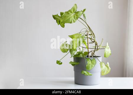 Syngonium podophyllum liana, un erbaceo sempreverde nativo in cemento grigio pentola su tavola bianca su sfondo grigio. Foto Stock