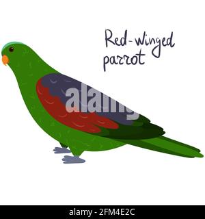 Pappagallo rosso-alato in stile cartoon su sfondo bianco. Illustrazione vettoriale disegnata a mano. Aprosmictus eritropterus Illustrazione Vettoriale