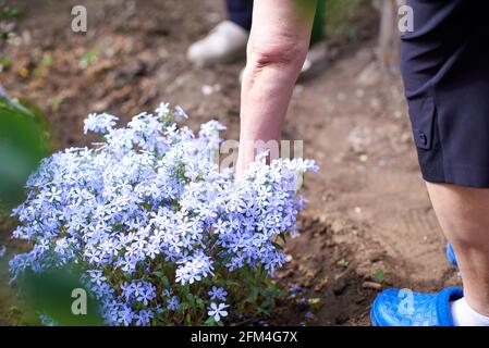 Donna shoveling blu plantule flox per piantare Foto Stock