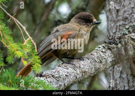 Uccello di fieno siberiano (Perisoreus infaustus) su un ramo. Foto Stock