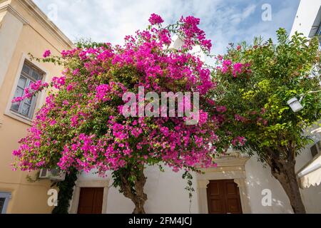 Fiori bouganville fioriti sulla strada nella città di Parikia sull'isola di Paros. CICLADI, Grecia Foto Stock