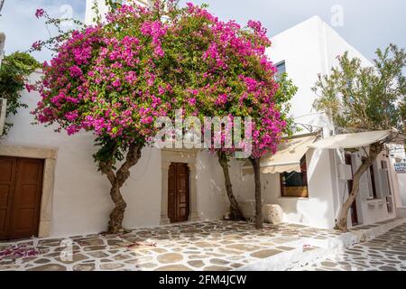 Paros, Grecia - 28 settembre 2020: Fiori di bougainvillea fioriti sulla strada nella città di Parikia sull'isola di Paros. CICLADI, Grecia Foto Stock