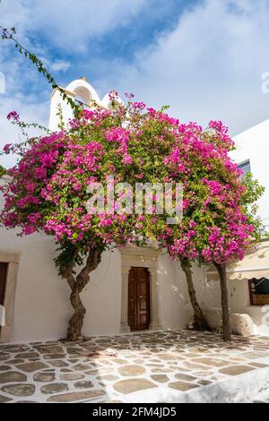Paros, Grecia - 28 settembre 2020:Blooming bougainvillea fiori sulla strada nella città di Parikia, sull'isola di Paros. CICLADI, Grecia Foto Stock