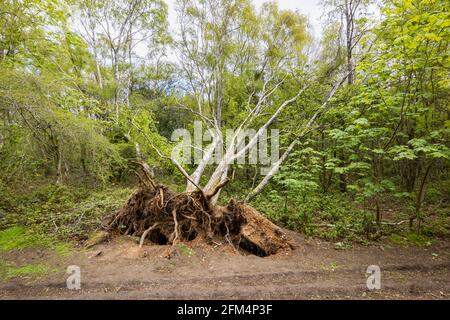 Alberi di betulla d'argento caduto (Betula pendula) con radici esposte dopo forti venti di primavera a Newlands Corner, Albury, vicino a Guildford, Surrey, Regno Unito Foto Stock