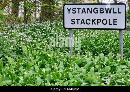 Aglio selvaggio al villaggio di Stackpole vicino a Bosherton, Pembrokeshire, Galles Foto Stock