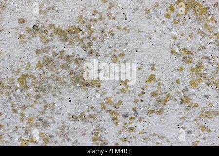 Una superficie piana ruvida in cemento altamente ruvida con macchie gialle di lichene Foto Stock