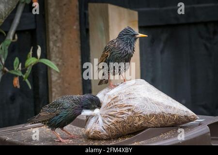 Un ladro di Starling e il suo belvedere. Foto Stock