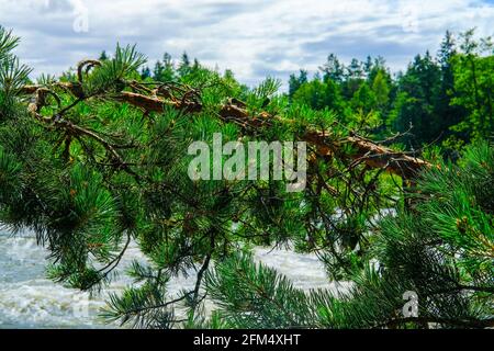 Finlandia, Kotka: Ramo di pino sopra la rapida Langinkoski tormentata sul fiume Kumi a Kotka con il ponte sopra l'acqua tormentata. Aspro natura settentrionale. Foto Stock