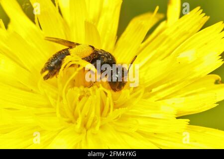 Closeup di un piccolo shaggy femmina ape Panurgus calcaratus su un fiore giallo Foto Stock