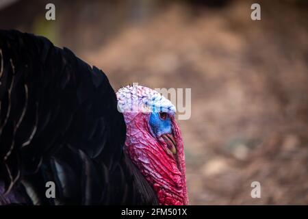 Un primo piano della testa rossa e blu di un tacchino nero maschio in un cortile. Allevamento ecologico di pollame. Foto scattata in una giornata nuvolosa, luce soffusa. Foto Stock