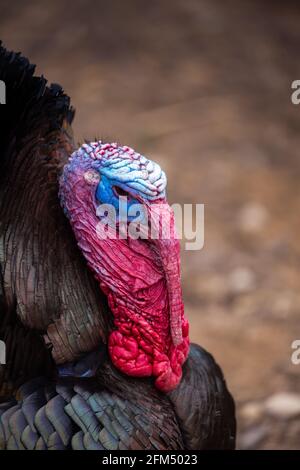 Un primo piano della testa rossa e blu di un tacchino nero maschio in un cortile. Allevamento ecologico di pollame. Foto scattata in una giornata nuvolosa, luce soffusa. Foto Stock