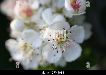 Fiore bianco del biancospino o può fiorire in una siepe, con le stampini rosa-punta. Foto Stock