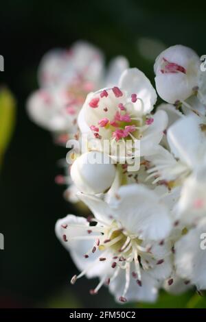 Fiore bianco del biancospino fiorente in una siepe, con balenami rosa. Verticale corto, verticale. Foto Stock