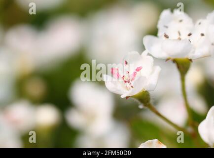 Fiore bianco del biancospino fiorente in una siepe, con balenami rosa. Bokeh sfondo di più fioritura. Spazio per il testo a sinistra. Foto Stock