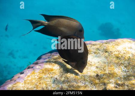 Tang marinai del Mar Rosso (Zebrasoma desjardinii) sopra la barriera corallina luminosa nell'oceano. Pesce tropicale marino nero con strisce in acque blu della laguna, Red se Foto Stock