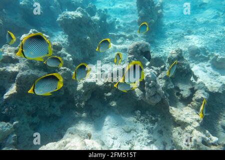 Pesce farfalla con coda a punti (Chaetodon ocellicaudus) nel Mar Rosso, Egitto. Scuola di pesci tropicali a strisce nere e gialle in una barriera corallina. Primo piano, laterale Foto Stock