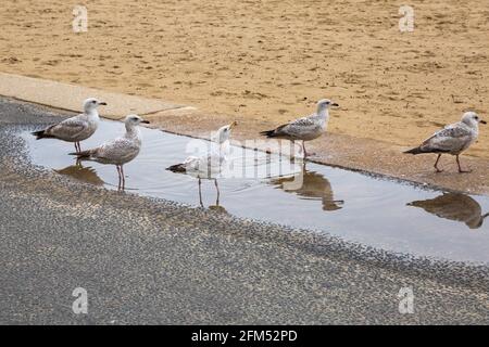 Poole, Dorset UK. 6 maggio 2021. Tempo in Gran Bretagna: nuvoloso e coperto a Poole spiagge, come poche persone si diriga verso il mare per aria fresca e l'esercizio. Credit: Carolyn Jenkins/Alamy Live News Foto Stock