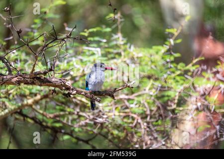 Bell'uccello bosco Martin pescatore arroccato sul ramo albero, Halcyon senegalensis, Lago Chamo, Etiopia, Africa fauna selvatica Foto Stock