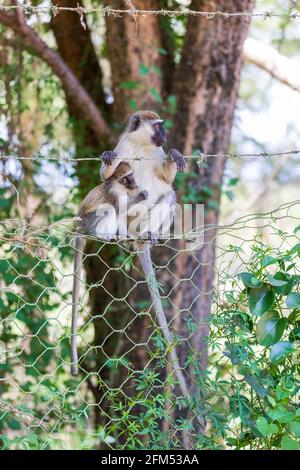 Simpatica scimmia Vervet con il bambino appeso su una recinzione in filo metallico nel parco nazionale del lago Chamo, Arba Minch, fauna selvatica etiope Foto Stock