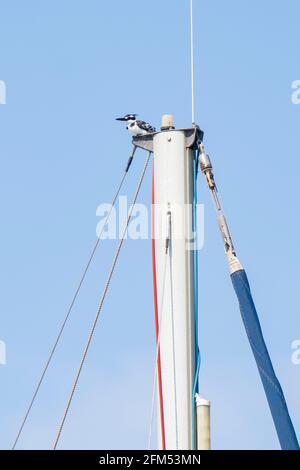 Un kingfisher pied seduto su un palo della nave in una giornata limpida e soleggiata. Foto Stock