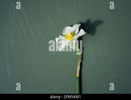 Un unico narciso bianco si stende su uno sfondo verde dipinto Foto Stock