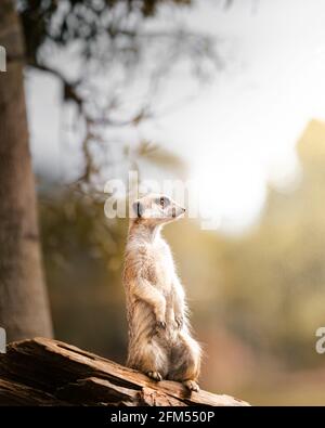 African Meerkat in posizione eretta Foto Stock