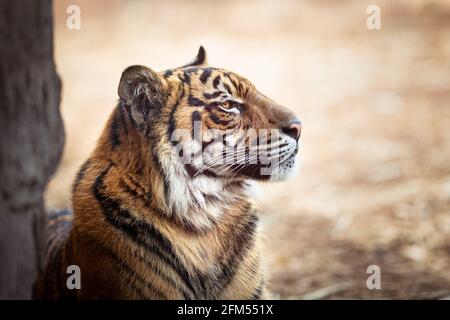 Colpo di testa di una tigre asiatica selvaggia con sfondo sfocato Foto Stock