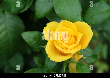 Un fiore di rosa giallo, primo piano. Bel fiore con petali gialli. Foto Stock
