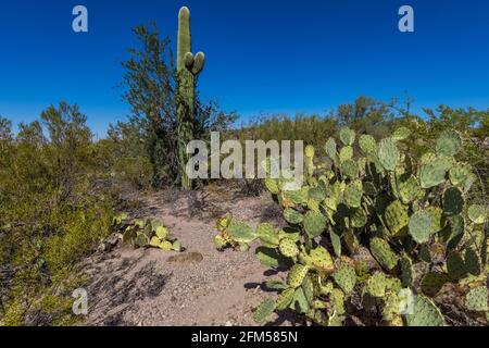 Prickly Pear, Opuntia engelmannii, nel Parco Nazionale di Saguaro, Tucson Mountain District, Arizona, Stati Uniti Foto Stock