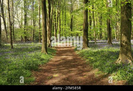 Sunshine appiccato su una pista inglese di Woodland nel Chiltern Colline fiancheggiate da Spring Bluebells Foto Stock