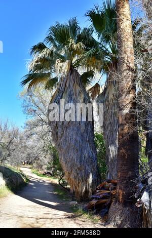 Palme non rifilate lungo un sentiero. Foto Stock