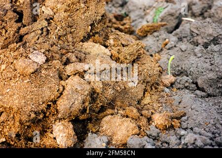 Primo piano del cumulo di concime per fertilizzare il campo. Concime organico naturale Foto Stock