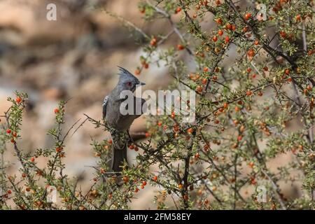 Phainopepla, Phainopepla nitens, alimentazione femminile su Wolfberry, Lycium torreyi, nel Parco Nazionale di Saguaro, Tucson Mountain District, Arizona, Stati Uniti Foto Stock