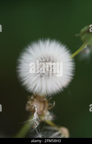 Testa di un comune sarchietto sullo sfondo naturale sfocato Foto Stock