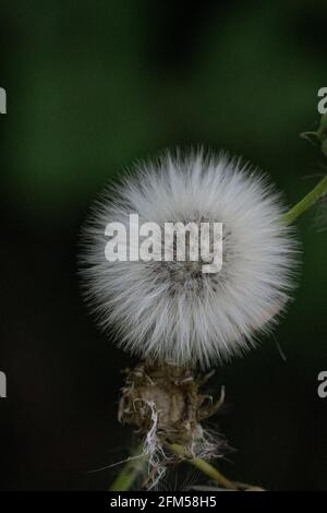 Testa di un thistle di scrofa nello sfondo naturale sfocato Foto Stock