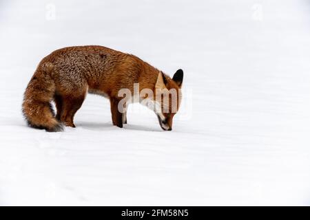 Una giovane volpe rossa inquietante nella neve profonda Foto Stock