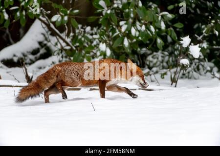 Una volpe rossa si fa strada attraverso la neve profonda dentro Un giardino all'inglese Foto Stock