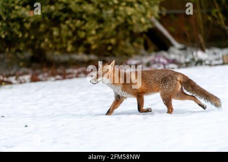 Una volpe urbana si trova in un giardino innevato In Inghilterra Foto Stock