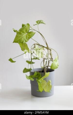 Bella liana Syngonium pianta in grigio elegante pentola di cemento su tavolo bianco su sfondo grigio in un interno moderno. Foto Stock