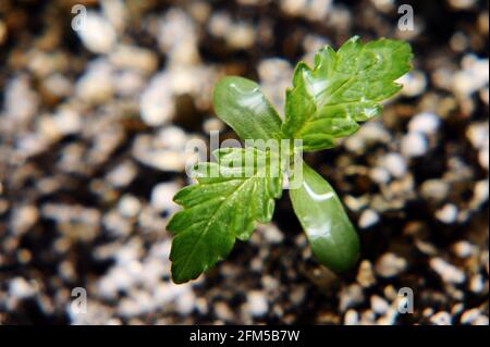 Primo piano di germogli di cannabis. Foglie fresche di marijuana giovane cresce nel terreno, fondo nero. Concetto crescente. Foto Stock