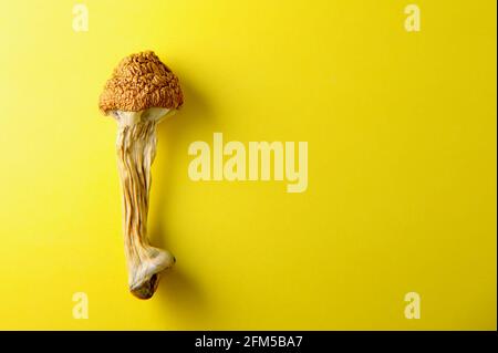 Concetto di microdosaggio. Funghi psilocibinici asciutti su fondo giallo brillante. Closeup di funghi psichedelici. Uso medico. Foto Stock