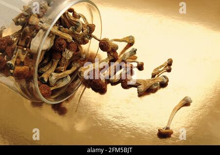 Funghi psilocibinici in vasetto di vetro su superficie lucida. Maestro d'oro dei funghi magici psichedelici. Uso medico. Concetto di microdosaggio. Foto Stock