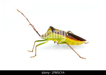 Immagine di un bug verde del pod legumi (Hemiptera) su sfondo bianco. Insetto. Animale Foto Stock