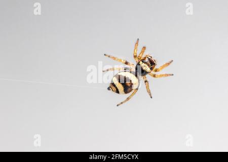 Immagine del ragno di salto di bleeker (Euryattus bleekeri) su sfondo bianco latte. Insetto. Animale Foto Stock