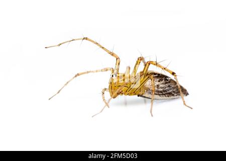 Immagine del ragno lince (Hamadruas sp.) su sfondo bianco. Insetto. Animale Foto Stock