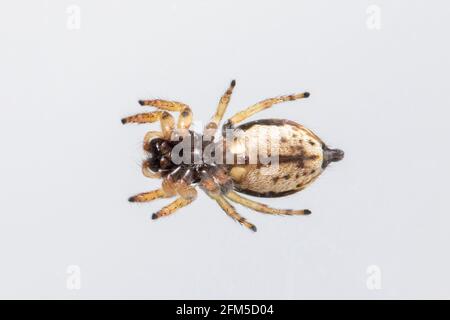 Immagine del ragno di salto di bleeker (Euryattus bleekeri) su sfondo bianco. Vista dal basso. Insetto. Animale Foto Stock