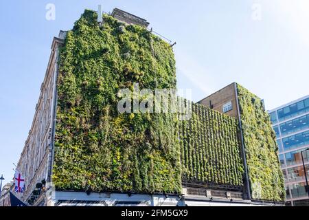 "Living Wall" sul lato dell'Hotel 41, Buckingham Palace Road, City of Westminster, Greater London, Inghilterra, Regno Unito Foto Stock