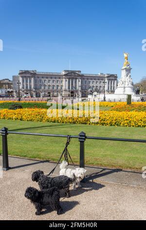 Buckingham Palace da Buckingham Palace Memorial Gardens, Westminster, City of Westminster, Greater London, Inghilterra, Regno Unito Foto Stock