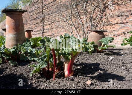 Rhubarb piante e terracotta di terracotta di terracotta che costringe pentole su Un giardino di assegnazione in primavera Inghilterra UK Regno Unito GB Gran Bretagna Foto Stock